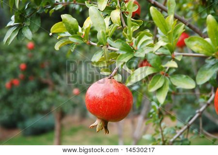 Granatapfel-Frucht