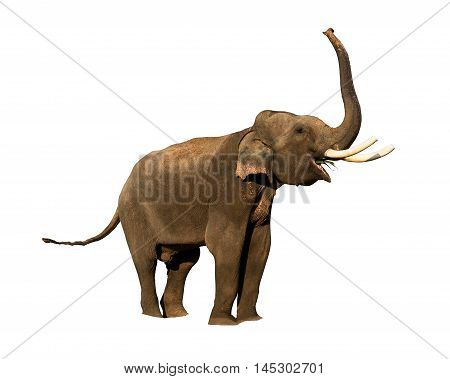 big elephant rise trunk isolated on white