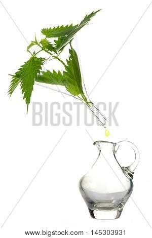 stinging nettle leaves in a glass funnel above a carafe a medicinal herb for tincture essence or tea isolated on a white background vertical