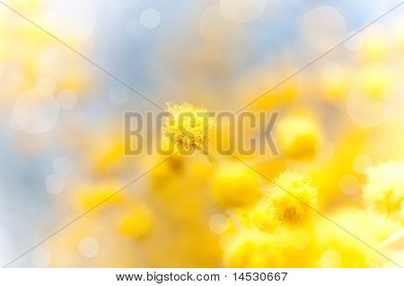 พื้นหลังลายดอกไม้ มิโมซ่า