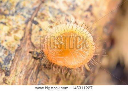 Cookeina Sulcipes
