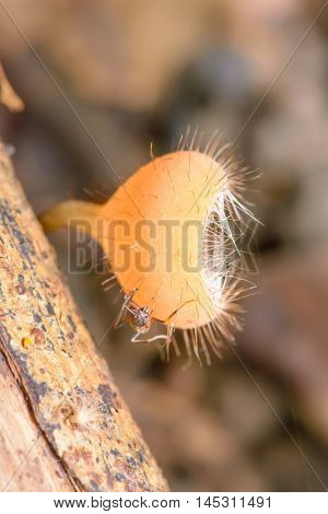Cookeina Sulcipes