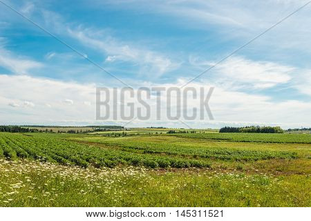Green field of potatoes (Green Gables Shore Prince Edward Island Canada)