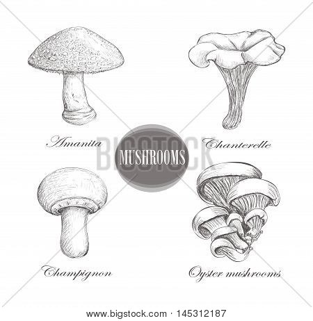 Autumn set mushrooms. Hand sketch vector illustration