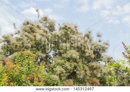 Green flower tree Cotinus coggygria, Smoketree bloom