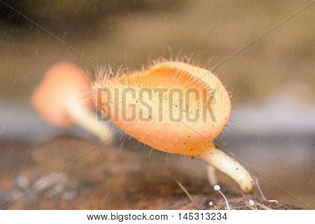Cookeina Sulcipes In The Rain