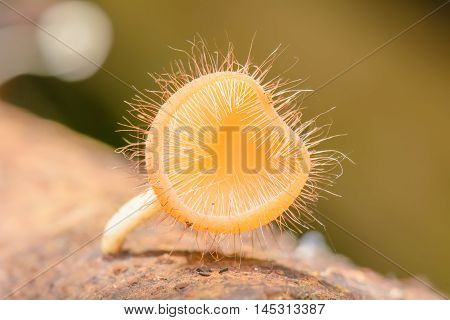 Cookeina Sulcipes