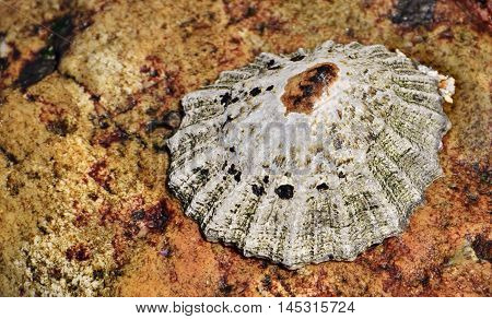 Close up of a common limpet mollusk