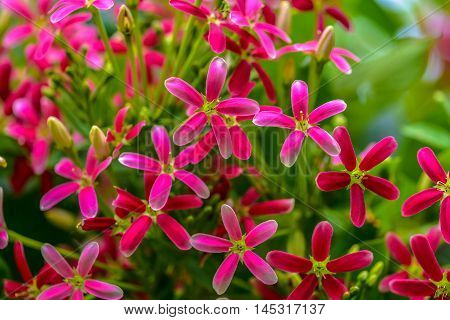 Pink Rangoon creeper Blooming in the nature