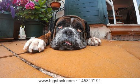 close up of a dog rolling his eyes