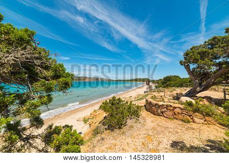 pine trees by the sea in Capo Coda Cavallo Sardinia