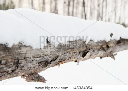 old rough rustic fence, made of logs, covered with snow
