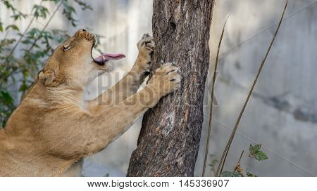 Close-up portrait of a lioness near the tree.