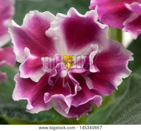 Beautiful claret violet flower over leaves background