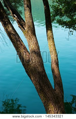 Close up of a tree trunk over the water with reflections - Lago di Levico (Levico Lake) Trentino Italy