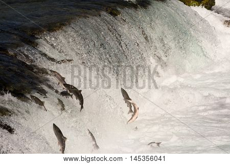 Sockeye Salmon Jumping