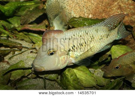 Redhead cichlide (Geophagus steindachneri)