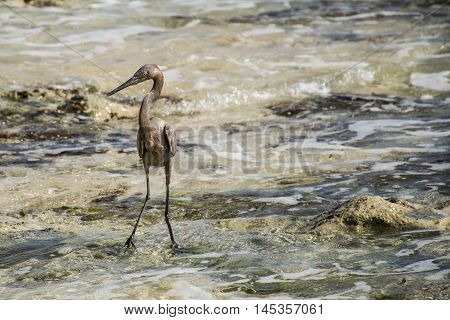 Mexican heron bird at the beach del carmen in yucatan 3