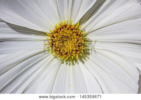 Aster Flower Asteraceae Garden Summer Floral Impression