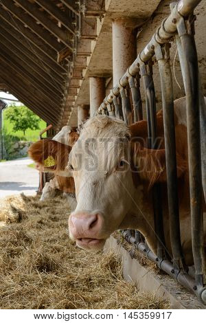 Cows eat hay which is prior to the playpen