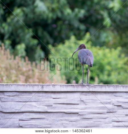 The Plegadis falcinellus bird. (Threskiornithidae). Glossy Ibis in wildlife. Unusual african wading bird.