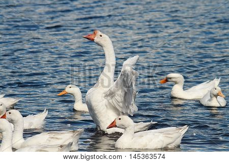 white birds geese swimming on a blue pond and flapping their wings
