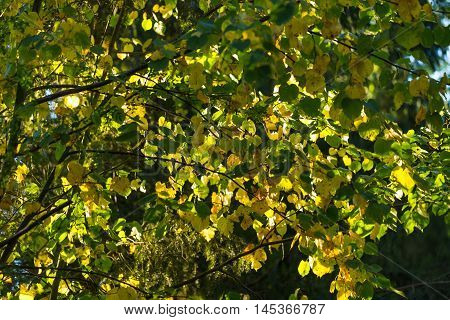 Yellow Autumnal Linden Foliage