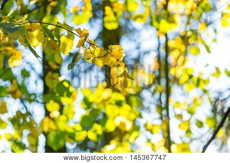 Yellow Autumnal Linden Foliage