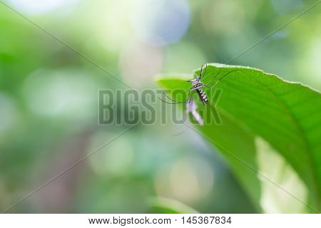 Mosquito On Leaf