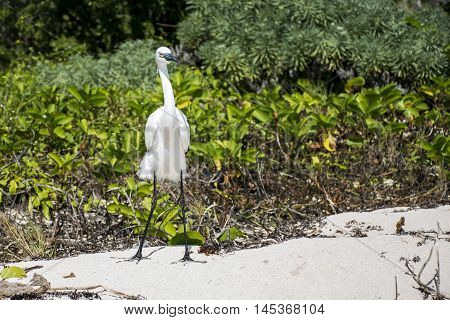 Mexican heron bird at the beach del carmen in yucatan