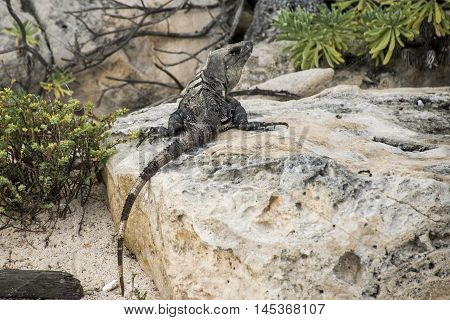 Mexico wildlife free iguana living near the beach 2