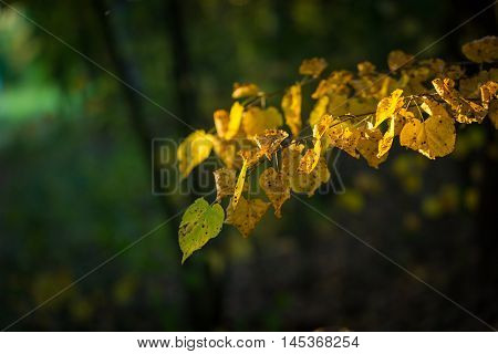 Yellow Autumnal Linden Foliage