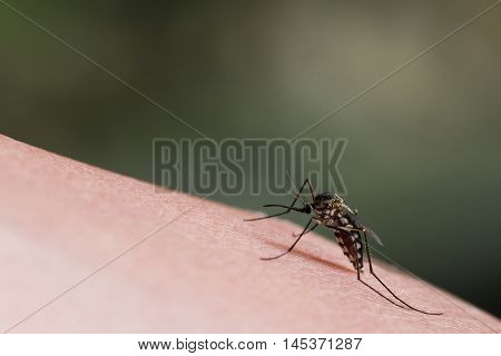 Aedes Aegypti Mosquito.