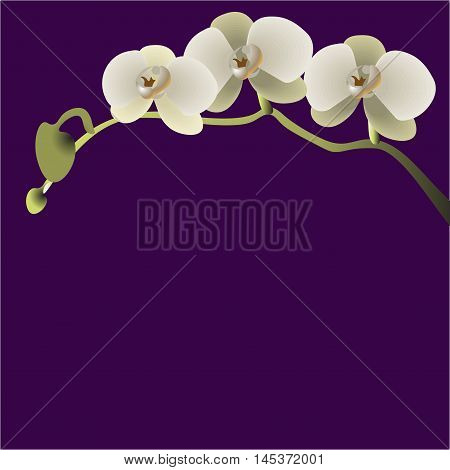Vector illustration of a branch with three flowers of orchids on a purple background EPS 10