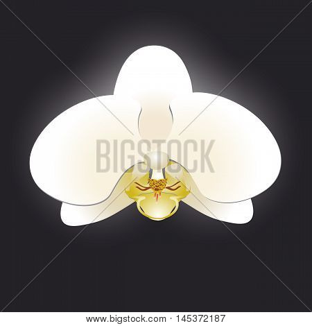 White orchid isolated on a black background vector illustration