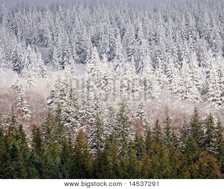 Schneegrenze