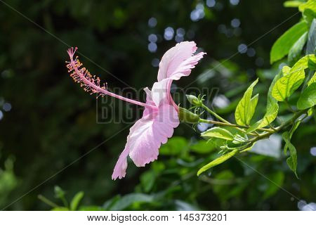 Hibiscus Flower In Pink Facing The Sun