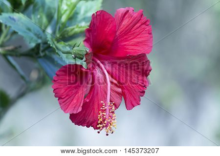 A Close Up Look Of Hibiscus Flower In Red