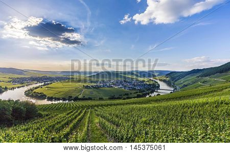 Famous Moselle River Loop In Trittenheim