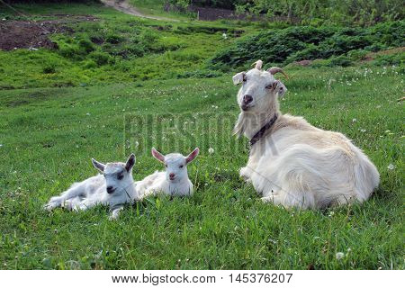Goat Family