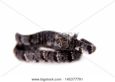 Clouded snake, Sibon nebulatus, isolated on white background