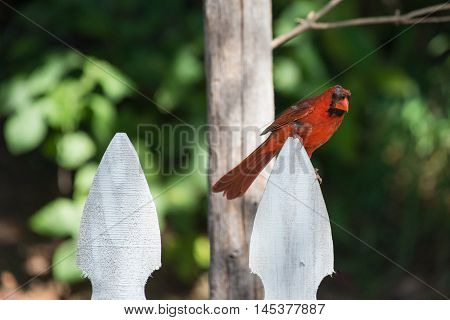 Northern Cardinal in moult sitting on a fence
