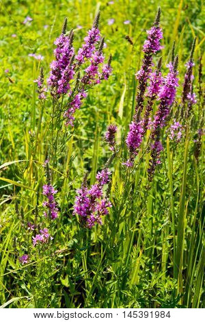 Purple Loosestrife (Lythrum Salicaria) on the meadow