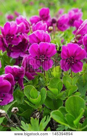 Flora of Kamchatka Peninsula: beauty purple flowers Rhododendron camtschaticum. Eurasia Russian Far East Kamchatka Region.