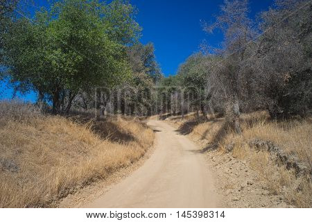 Sand Road Between Trees