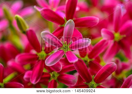 Pink Rangoon creeper Blooming in the nature