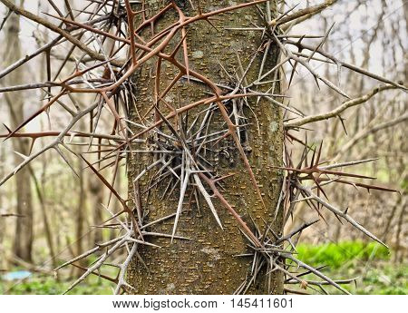 Tropical Tree With Sharp Spikes