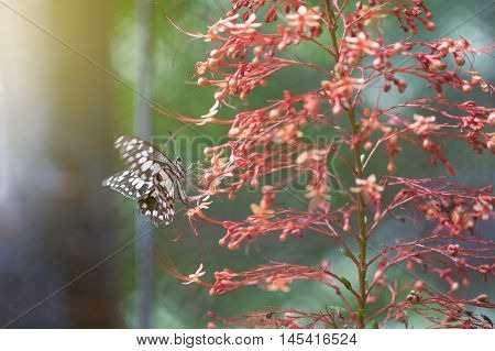 lime butterfly on a red flower,blurred background
