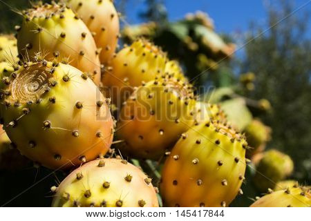 Over The Spikes Under The Sweet And Succulent Fruit