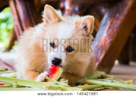 Brown cute dog eating watermelon with gusto.
